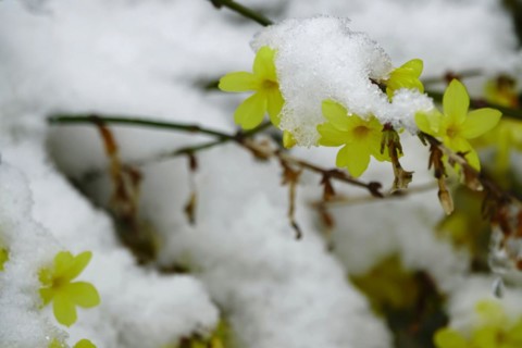 Winter jasmine