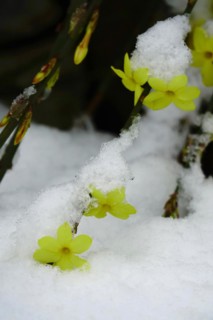 Winter jasmine