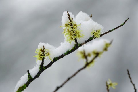 Witch-hazel