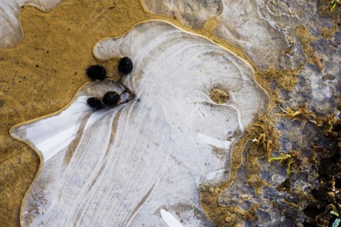 Ice structures in a puddle