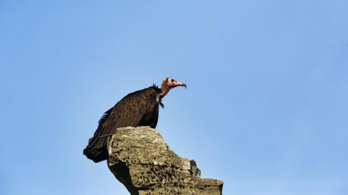 Hooded vulture
