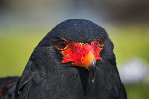 Bateleur