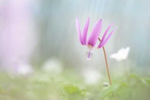 Delicate flowering dog's tooth violet