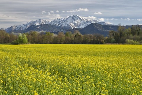 Rape field in bloom with snow-covered mountains in the background