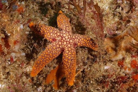 Red-spotted starfish