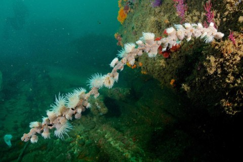 Tiger anemone