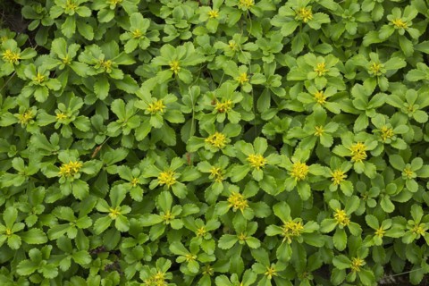 Russian Stonecrop