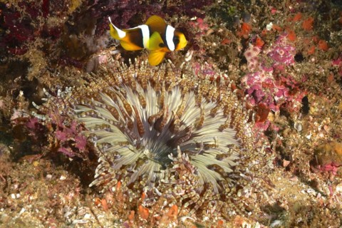 Beaded anemone