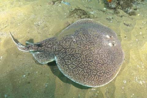 Variable gulf torpedo