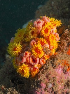 Red calyx coral