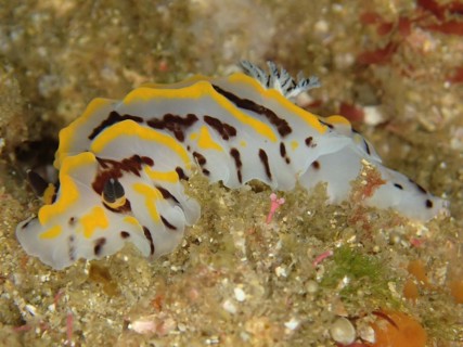 Bicoloured halgerda