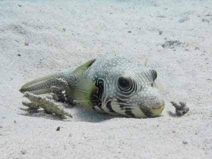 A white-spotted puffer