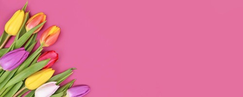 Banner with colorful tulip spring flower bouquet in corner of pink background with copy space