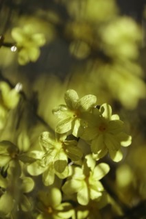 Winter jasmine