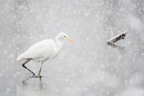 Hunting great egret