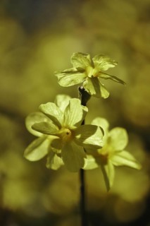 Winter jasmine