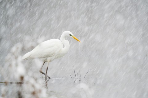 Hunting great egret