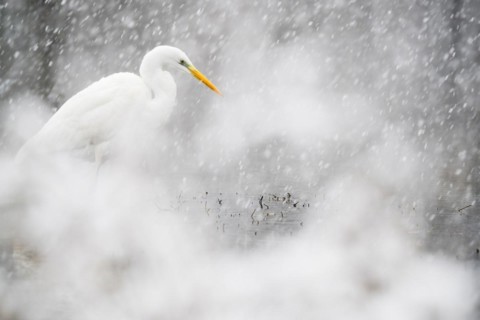 Hunting great egret