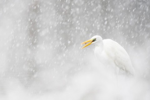 Hunting great egret