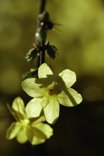 Winter jasmine