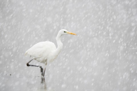 Hunting great egret