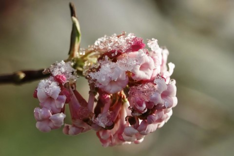 Winter snowball