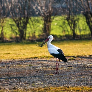 White Stork
