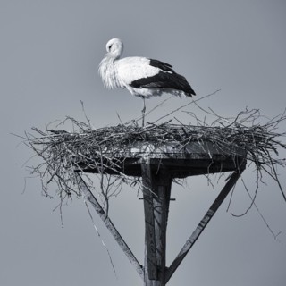 White stork