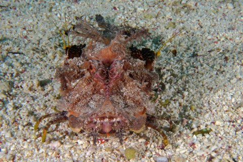 Portrait of filament-finned stinger