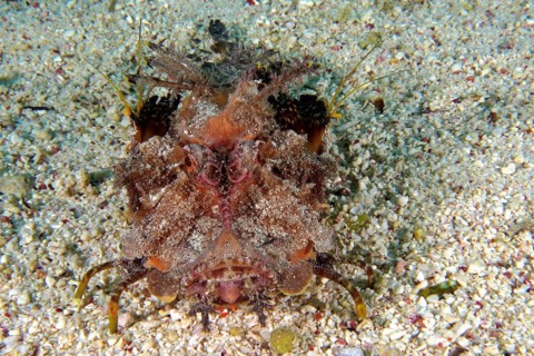 Portrait of Red Sea Walkman Filament Devilfish