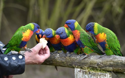 Coconut lorikeets