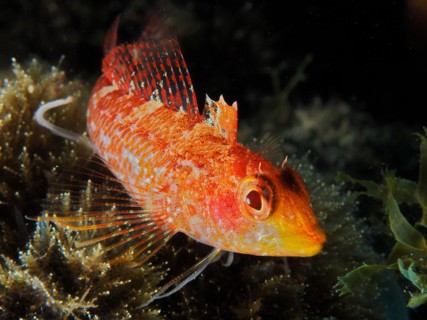 Black-faced blenny