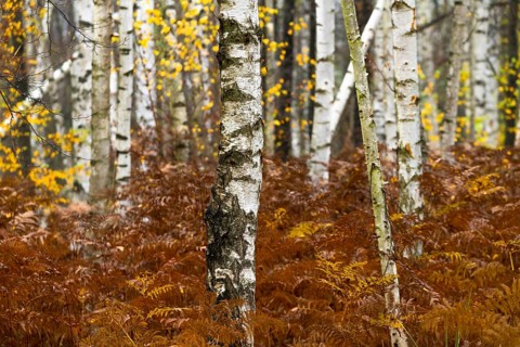 Tree trunks in a warty birch