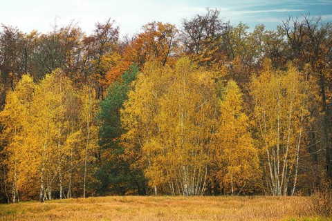 Group of young birch trees