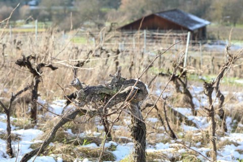 grapevines in the Neckar valley near Hessigheim