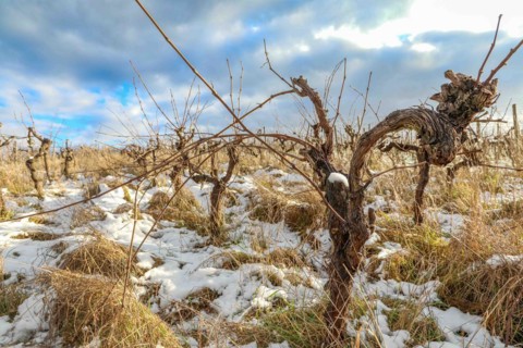 Vine in a vineyard near Hessigheim in the Neckar valley