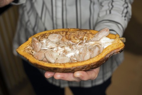 A person holds a halved cocoa fruit