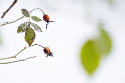 Rosehip
