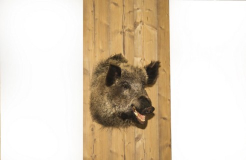 Preperated boars head hangs on a wooden wall