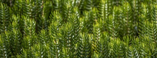 Green plants