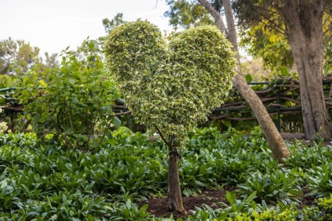 Heart-shaped bush