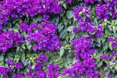 Purple Bougainvillea
