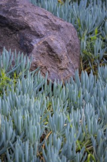 Succulents
