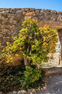 Fertile Phoenician island of Mozia