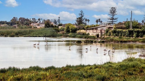 Flamingos