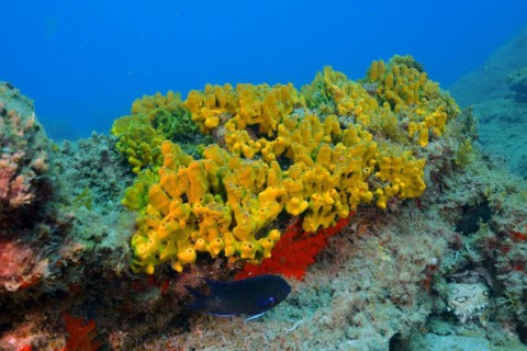 Gold sponge
