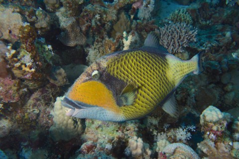 Titan triggerfish