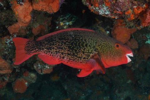 Nose hump parrotfish