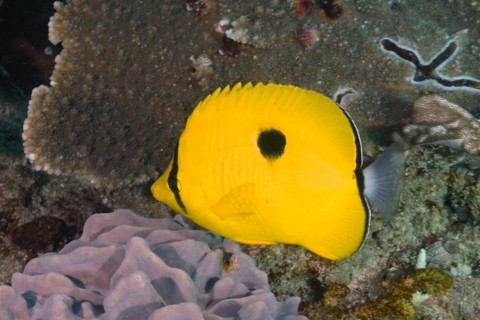 Yellow teardrop butterflyfish