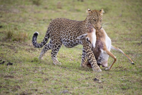 Leopard